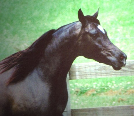 Ebony has a beautiful head that has, very much, been passed down by her sire and grandsire, *Bask++.