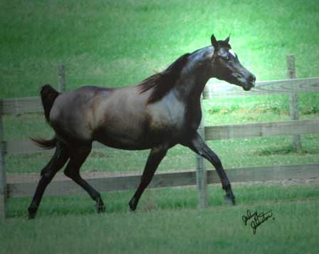 This mare is a MOVER! Picture taken while pregnant, thus showing only a fraction of what she can do!