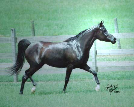 Lela- Look at that topline!  Photos don't do this mare justice!