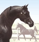 Homozygous Black Arabian Stallion -Faheem Al Maas: the ONLY stallion doubled back to the WORLD'S Leading Sire of Black Arabians!