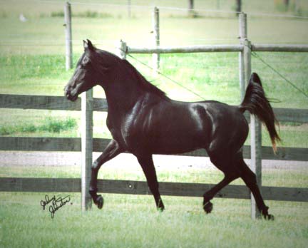 Faheem Al Maas ...can move!  -taken at 4 y/o.