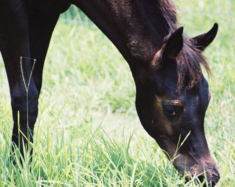 2005 Homozyous, solid Black, Purebred Arabian Filly