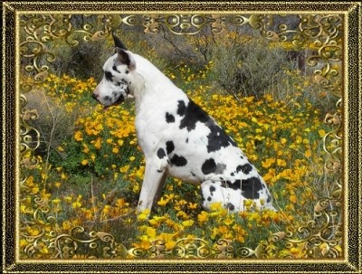 Oh, a handsome boy & flowers -it can't get better than that!