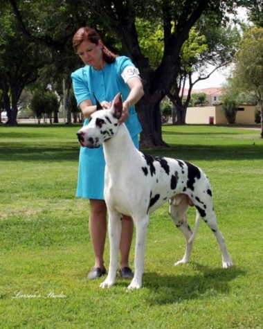 harlequin dane for sale