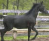 Basks Ebony Angel colt -can move!